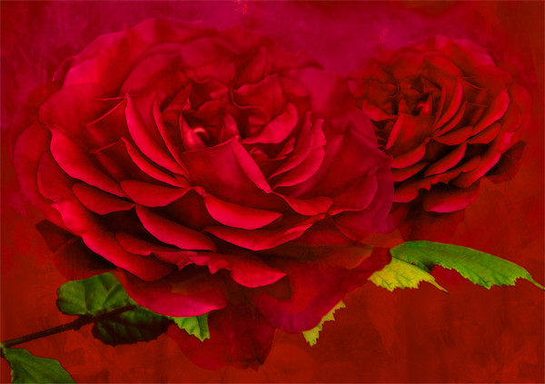 Enchanting Dark Pink Rose Picture Board by Steve Purnell