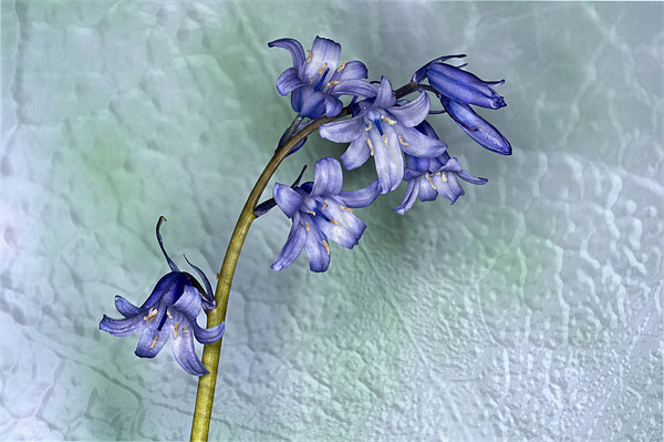 Bluebell with texture Picture Board by Steve Purnell