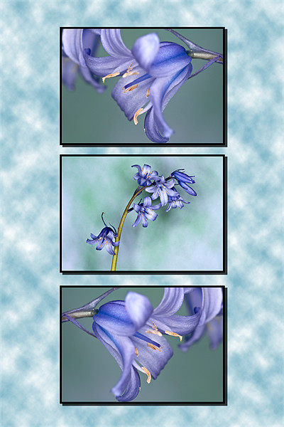 Bluebells Triptych Picture Board by Steve Purnell