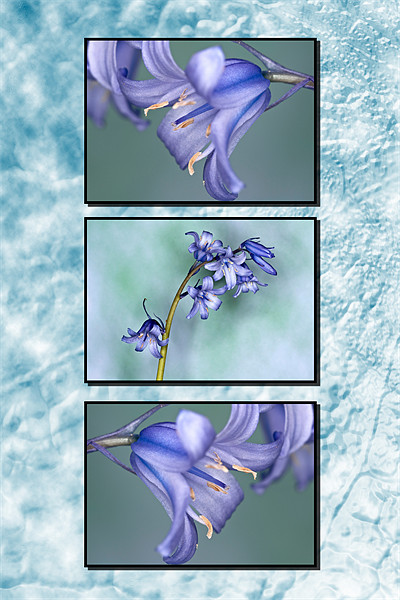 Bluebells Triptych Textured Background Picture Board by Steve Purnell