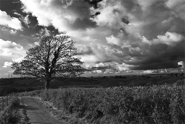 Sycamore Tree Monochrome Picture Board by Steve Purnell