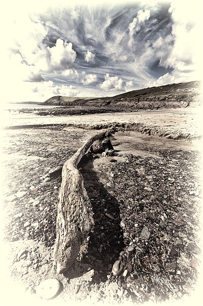 Driftwood Picture Board by Steve Purnell