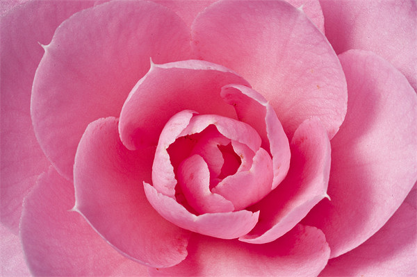 Pink Camellia Macro Picture Board by Steve Purnell