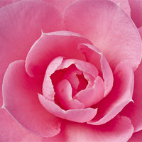 Buy canvas prints of Pink Camellia Macro by Steve Purnell