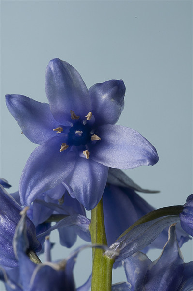 Bluebell Macro Picture Board by Steve Purnell