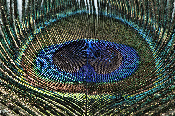 The Eye of the ...... Peacock Picture Board by Steve Purnell