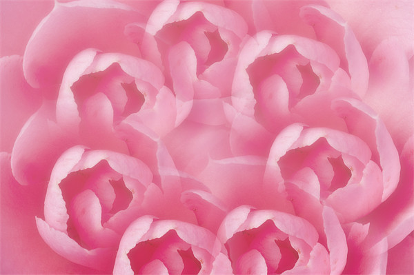 Pink Camellia 7 Picture Board by Steve Purnell
