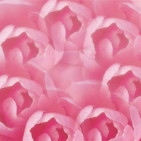Buy canvas prints of Pink Camellia 7 by Steve Purnell