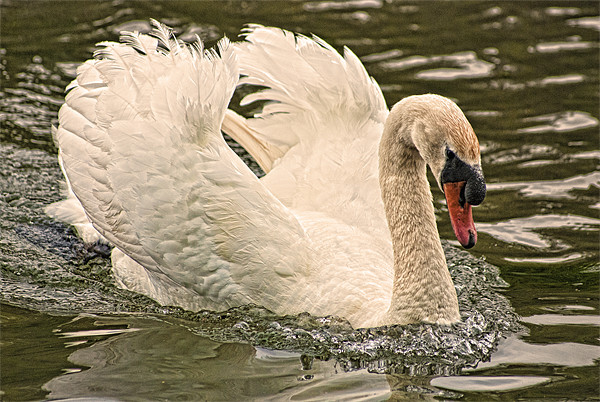 Swan Picture Board by Steve Purnell
