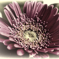 Buy canvas prints of Pink Gerbera 3 by Steve Purnell