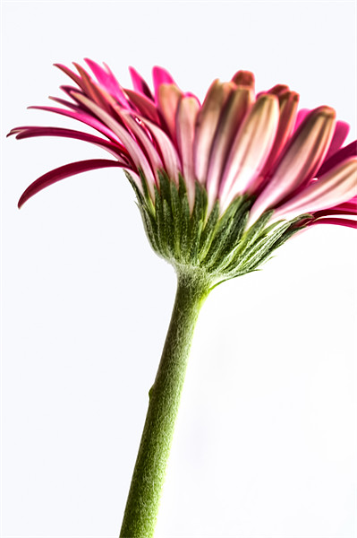 Pink Gerbera 6 Picture Board by Steve Purnell