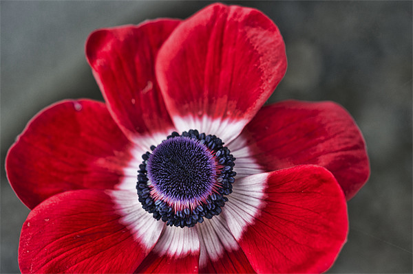 Red and White Poppy Picture Board by Steve Purnell