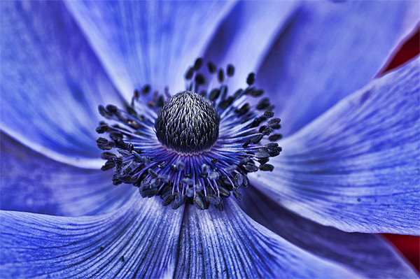 Blue Purple Poppy 2 Picture Board by Steve Purnell