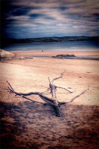 Driftwood Picture Board by Steve Purnell