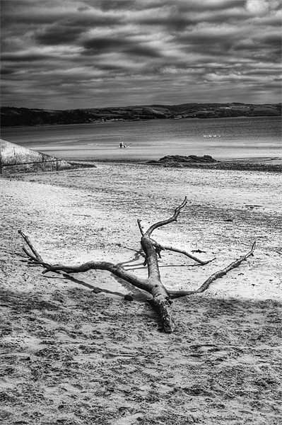 Driftwood 4 Mono Picture Board by Steve Purnell
