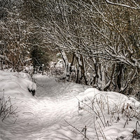 Buy canvas prints of The snow path by Steve Purnell