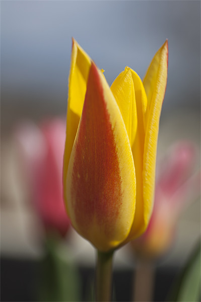 Red and YellowTulip Picture Board by Steve Purnell