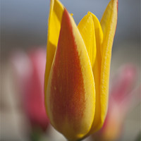 Buy canvas prints of Red and YellowTulip by Steve Purnell