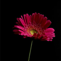 Buy canvas prints of Gerbera Daisy by Steve Purnell