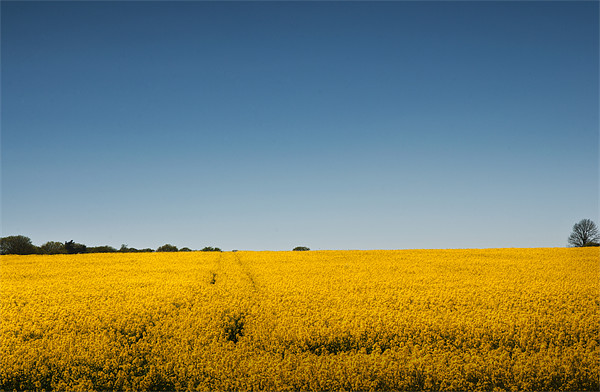 Field of Gold Picture Board by Steve Purnell