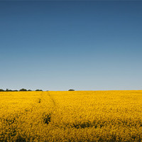 Buy canvas prints of Field of Gold by Steve Purnell