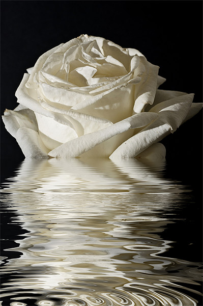 Rose Flood Picture Board by Steve Purnell