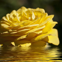 Buy canvas prints of Yellow Rose Flood by Steve Purnell