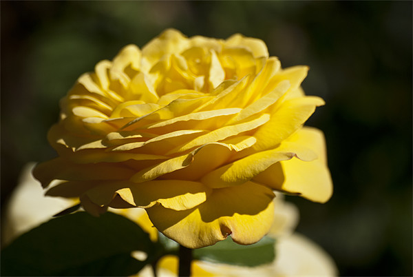 Yellow Rose Picture Board by Steve Purnell