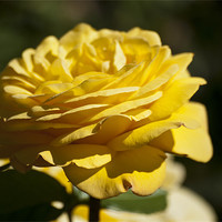 Buy canvas prints of Yellow Rose by Steve Purnell