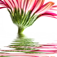 Buy canvas prints of Pink Gerbera Flood 4 by Steve Purnell