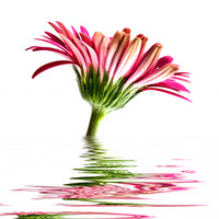 Buy canvas prints of Pink Gerbera Flood 2 by Steve Purnell