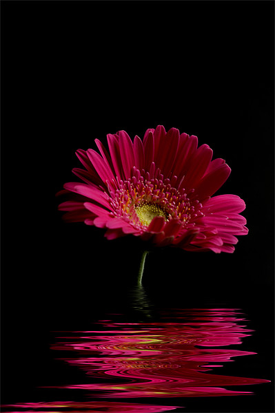 Pink Gerbera Flood 1 Picture Board by Steve Purnell