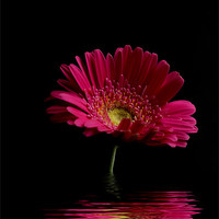 Buy canvas prints of Pink Gerbera Flood 1 by Steve Purnell