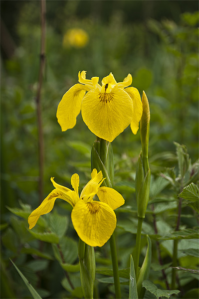 Yellow Iris Picture Board by Steve Purnell