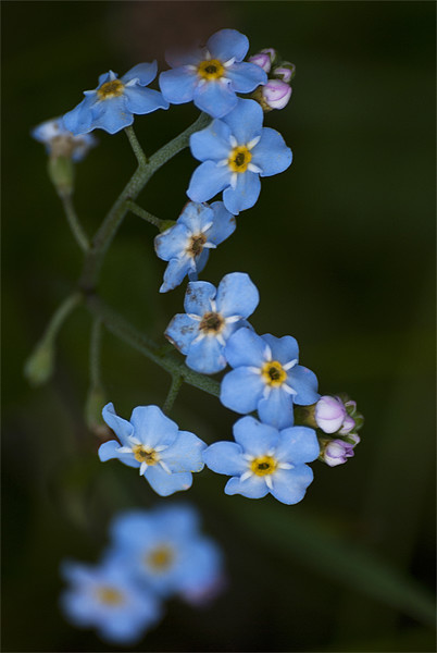 Water Forget Me Not Picture Board by Steve Purnell