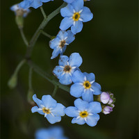 Buy canvas prints of Water Forget Me Not by Steve Purnell