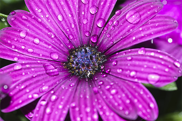 Purple Osteospermum 2 Picture Board by Steve Purnell