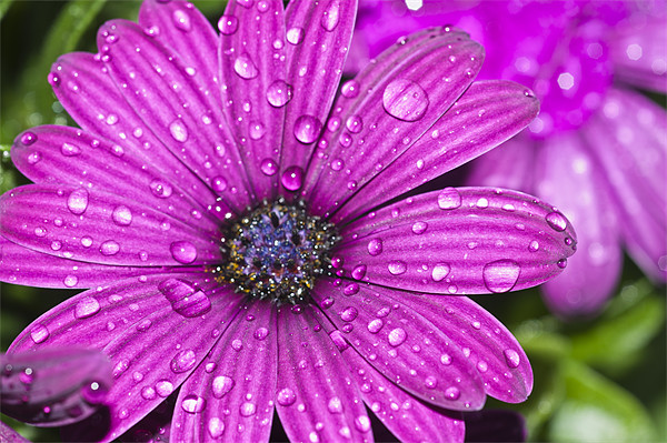 Purple Osteospermum 3 Picture Board by Steve Purnell