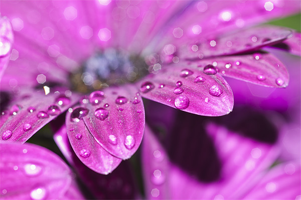 Purple Osteospermum 4 Picture Board by Steve Purnell
