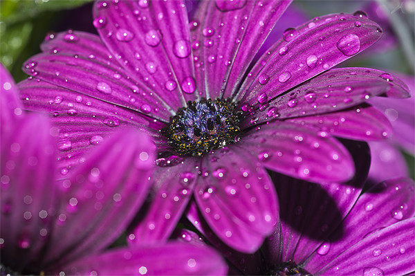Purple Osteospermum 5 Picture Board by Steve Purnell