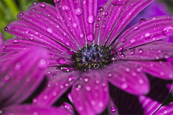Purple Osteospermum 6 Picture Board by Steve Purnell