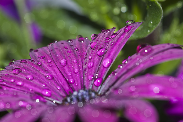 Purple Osteospermum 7 Picture Board by Steve Purnell