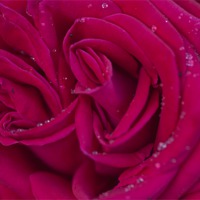 Buy canvas prints of Pink Rose 1 by Steve Purnell