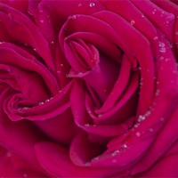 Buy canvas prints of Pink Rose 2 by Steve Purnell
