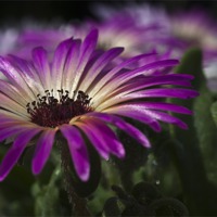 Buy canvas prints of Mesembryanthemum 3 by Steve Purnell