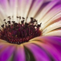 Buy canvas prints of Mesembryanthemum 4 by Steve Purnell