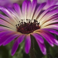 Buy canvas prints of Mesembryanthemum 5 by Steve Purnell