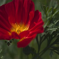Buy canvas prints of Red and Yellow Poppy by Steve Purnell