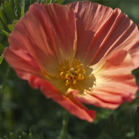 Buy canvas prints of Coral Poppy 1 by Steve Purnell