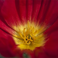 Buy canvas prints of Red and Yellow Poppy 1 by Steve Purnell